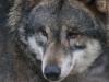 2011040811285400_k-Zoo & Co 009.JPG
